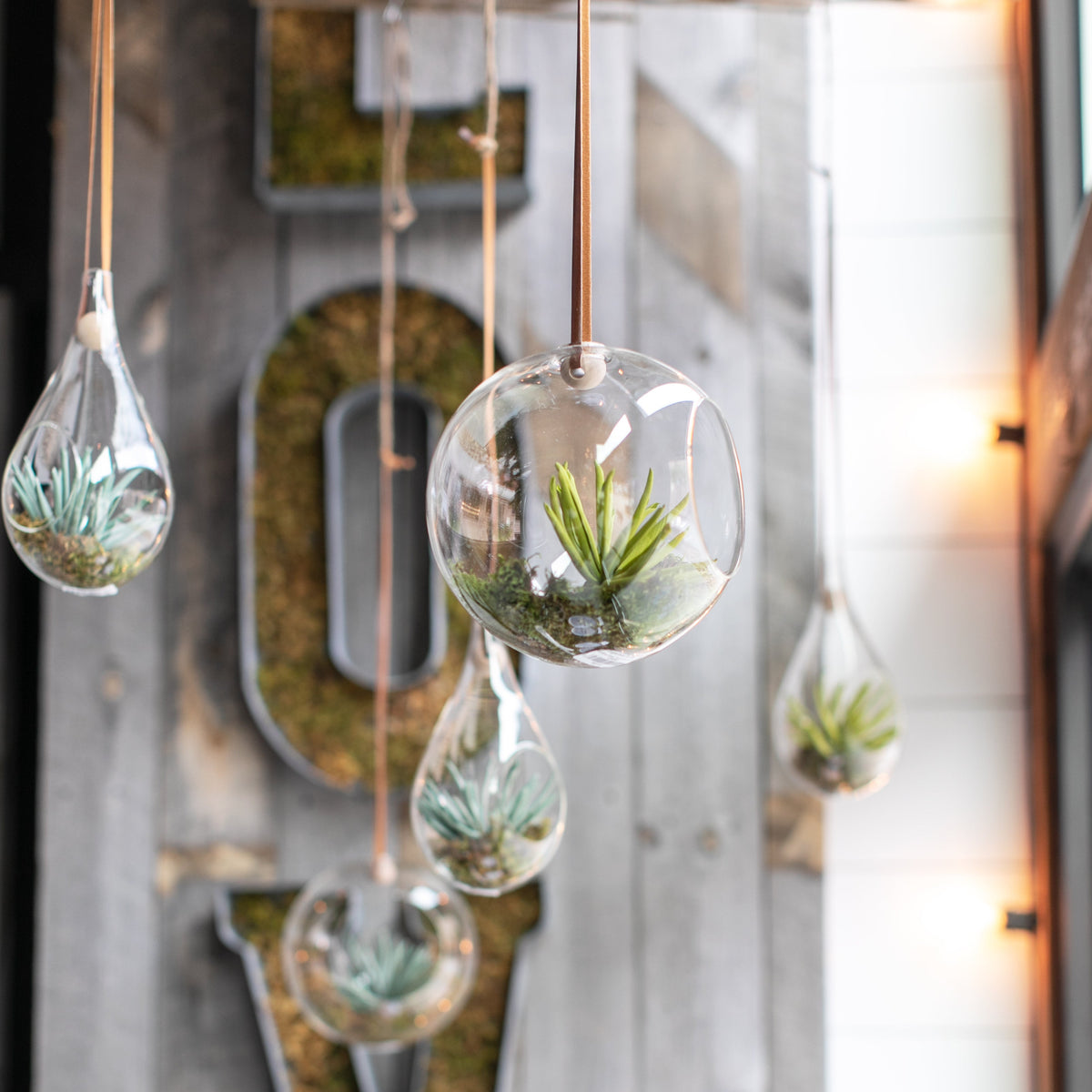 Hanging Terrarium