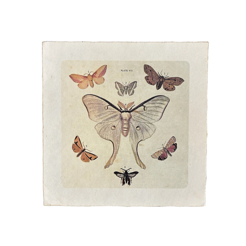Dancing Moths - Flora & Fauna Collection - 8x8