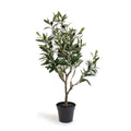***Olive Tree Drop-In