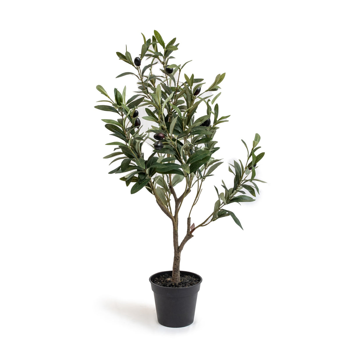***Olive Tree Drop-In
