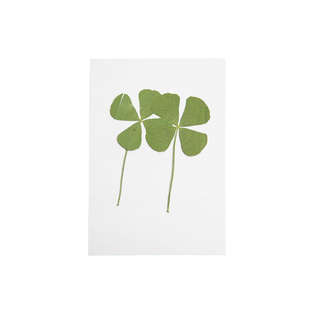 Four Leaf Clover Pressed Botanical
