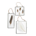 Assorted Plumes Collection 1st Edition - Set of 6