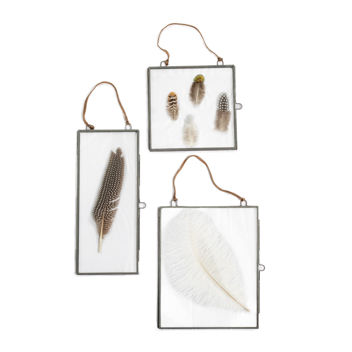Assorted Plumes Collection 1st Edition - Set of 6