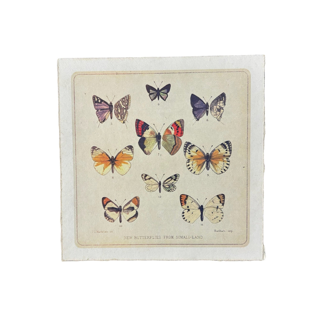 Butterfly Cluster - Flora & Fauna Collection - 8x8