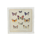 Butterfly Cluster - Flora & Fauna Collection - 8x8