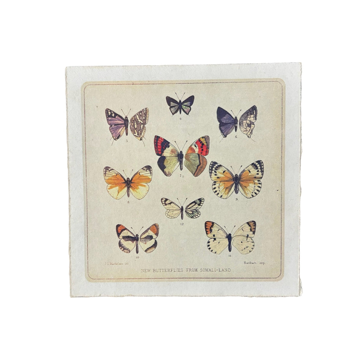 Butterfly Cluster - Flora & Fauna Collection - 8x8