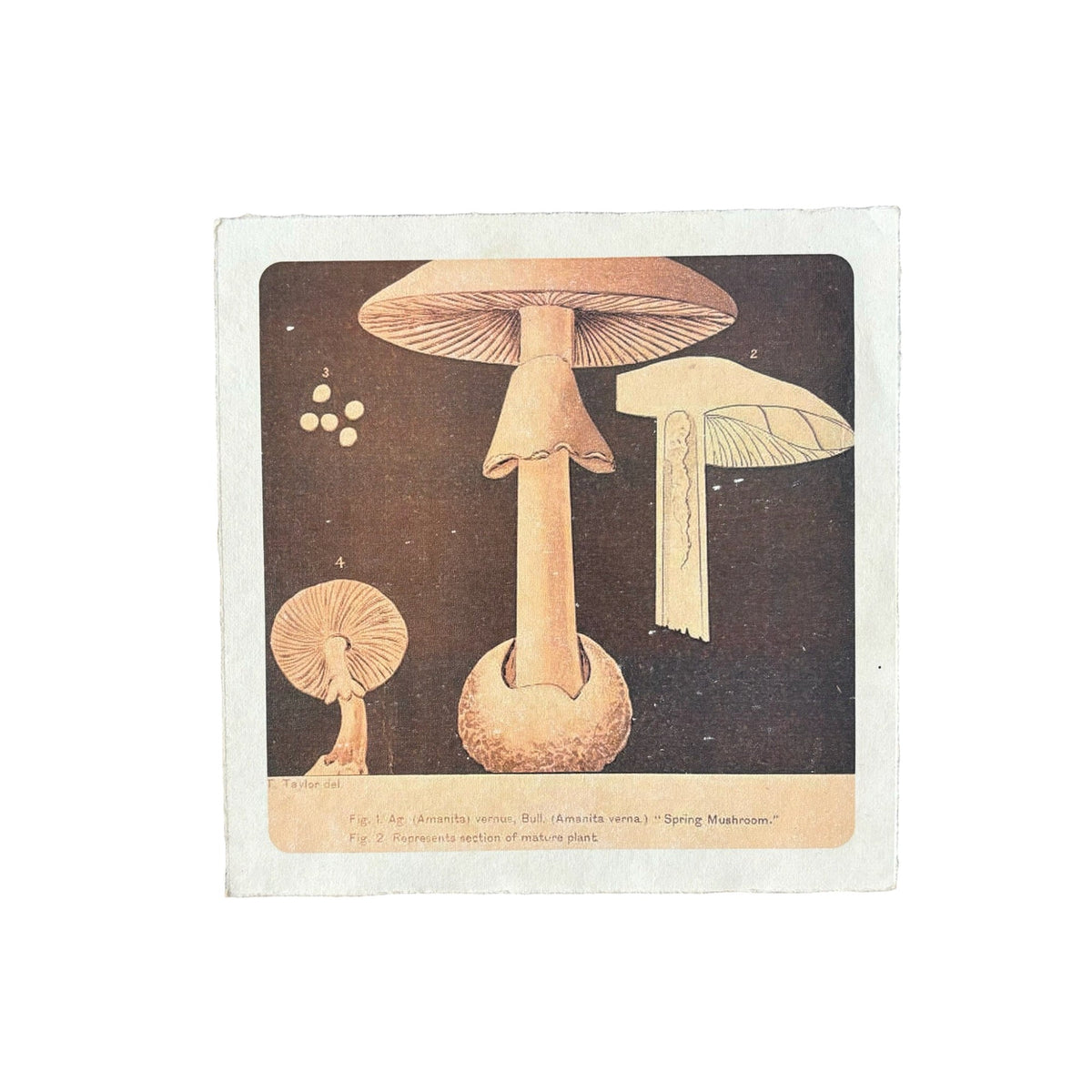 Flora & Fauna 8 x 8