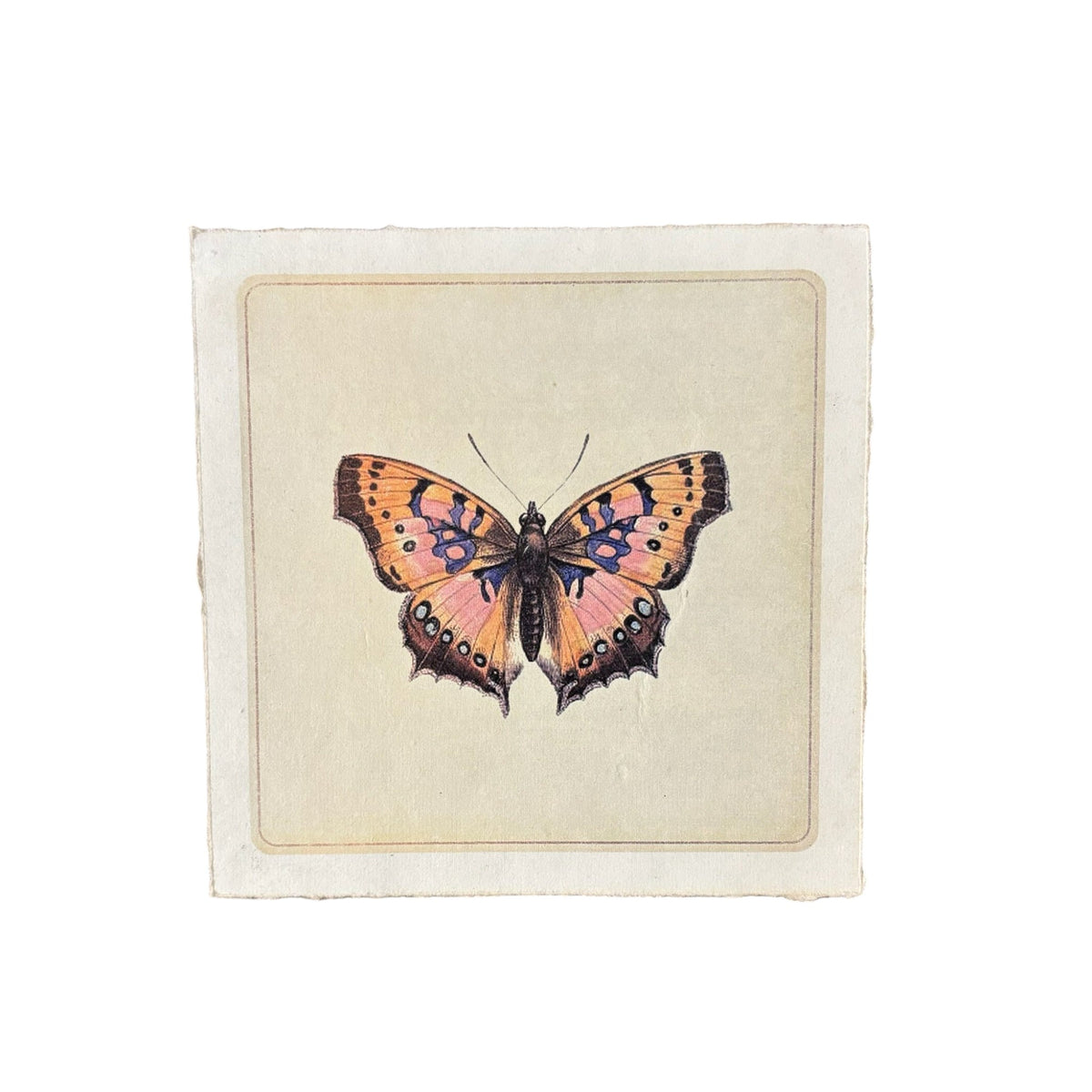 Pink Butterfly - Flora & Fauna Collection - 8x8