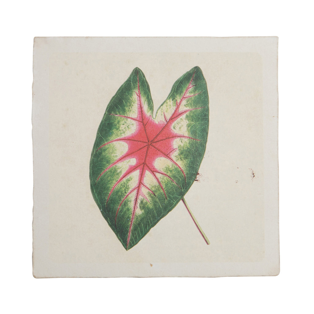 Caladium Leaf - Flora & Fauna Collection - 8x8