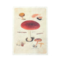 Shroom Cluster - Flora & Fauna Collection - 12x16