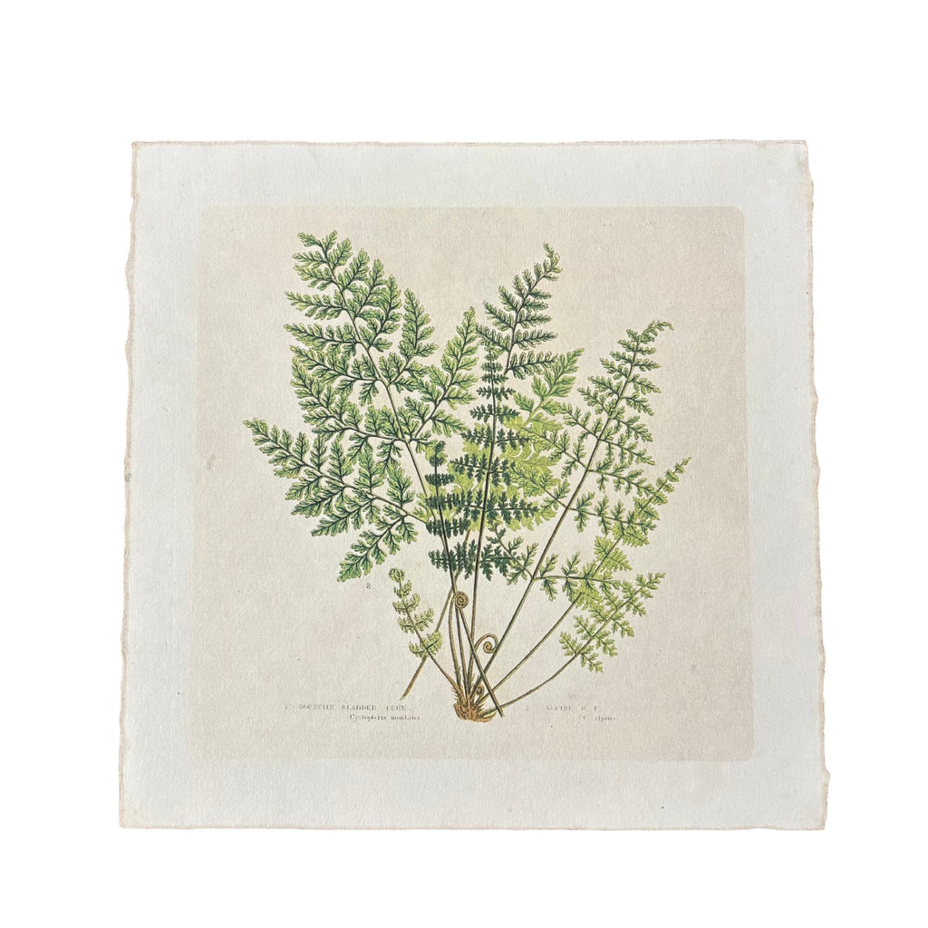 Fern Bunch - Flora & Fauna Collection - 11x11