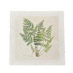 Fern Bunch - Flora & Fauna Collection - 11x11