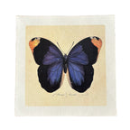 Blue Butterfly - Flora & Fauna Collection - 11x11
