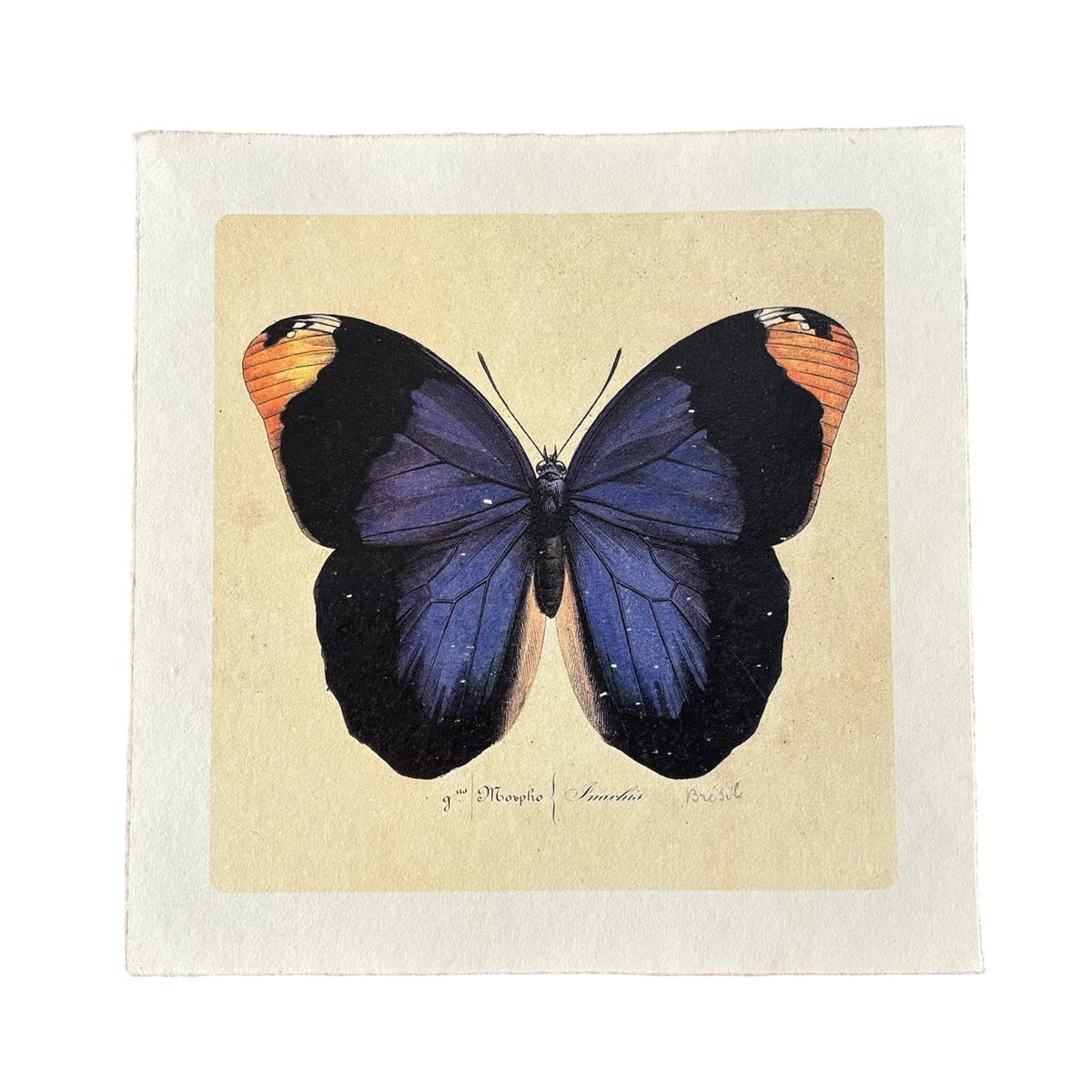Blue Butterfly - Flora & Fauna Collection - 11x11