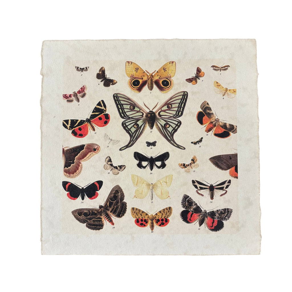 Dancing Butterflies - Flora & Fauna Collection - 11x11