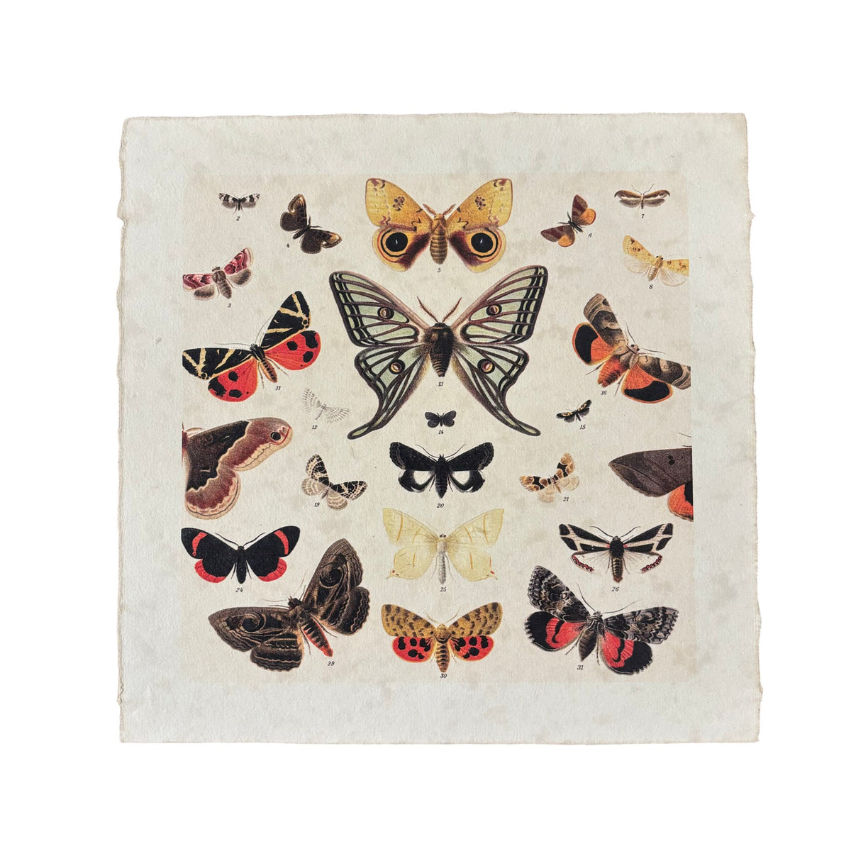 Dancing Butterflies - Flora & Fauna Collection - 11x11