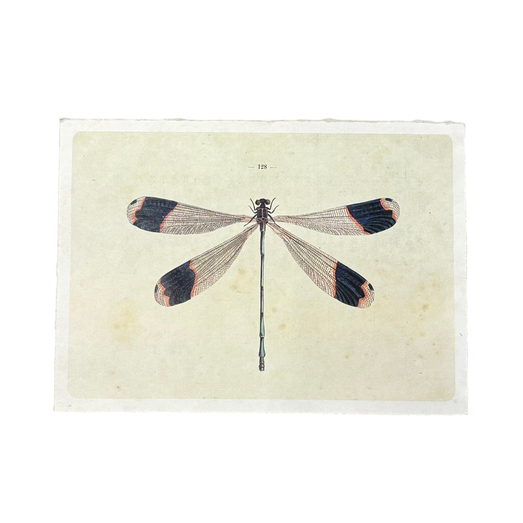Solo Dragonfly - Flora & Fauna Collection - 16x12