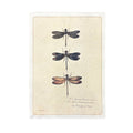 Dragonfly Trio - Flora & Fauna Collection - 12x16