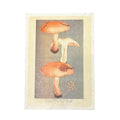 Shroom Trio - Flora & Fauna Collection - 12x16