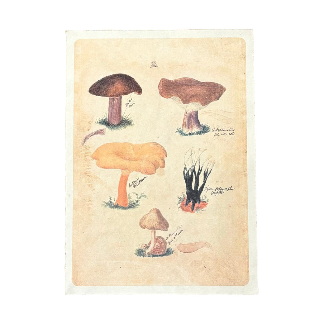 Flora & Fauna 12 x 16