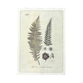 Growing Fern - Flora & Fauna Collection - 12x16