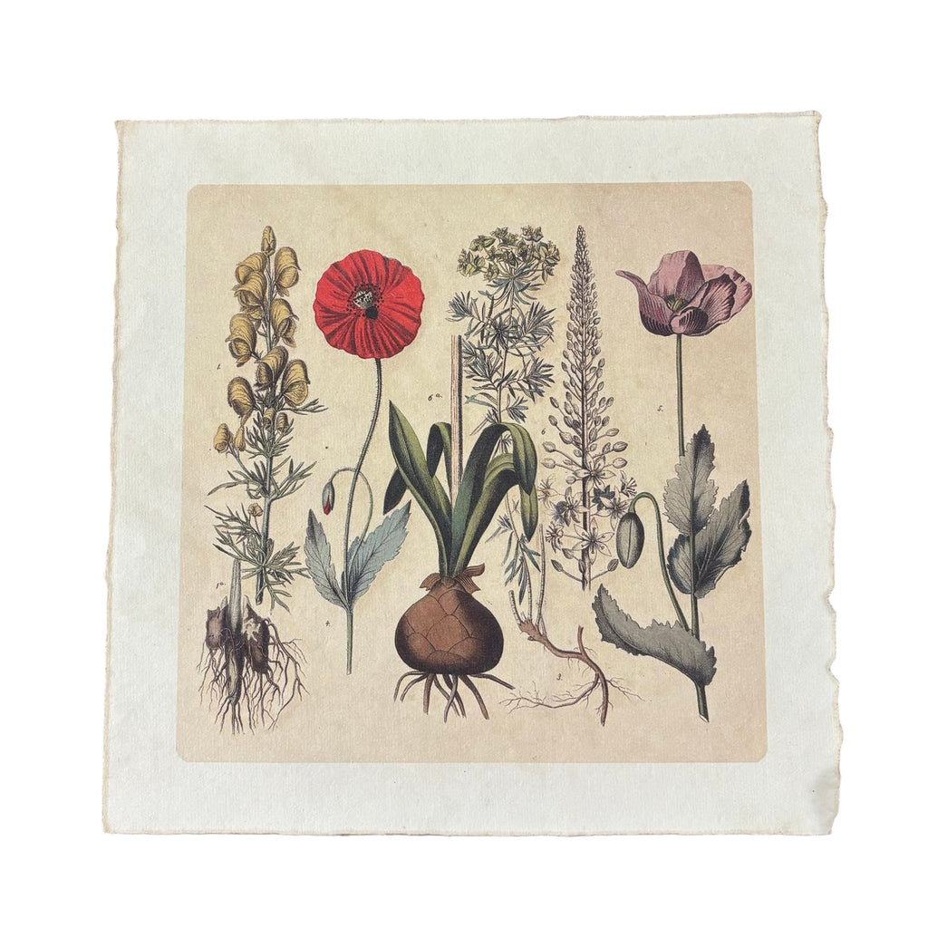 Root Bunch - Flora & Fauna Collection - 11x11