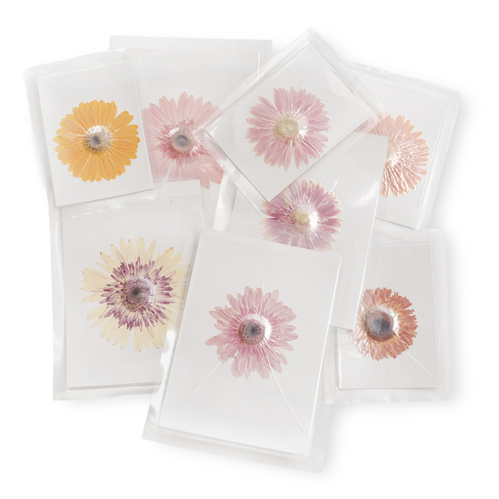 Gerbera Large Pressed Botanical