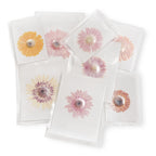 Gerbera Large Pressed Botanical