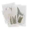 Fern Large Pressed Botanical
