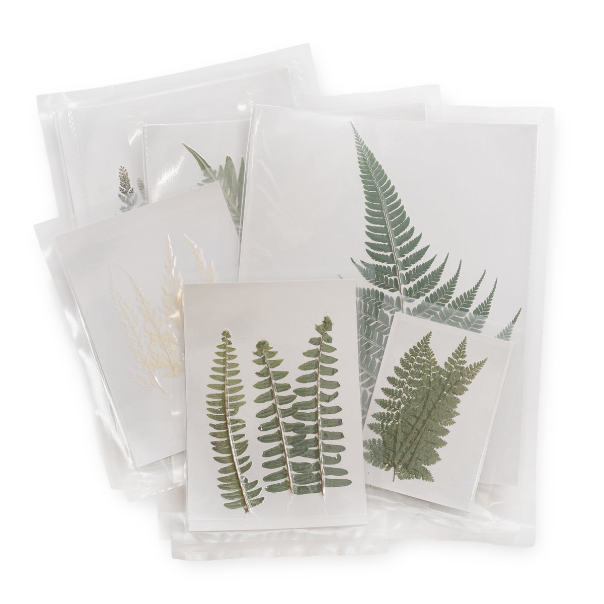Fern Large Pressed Botanical