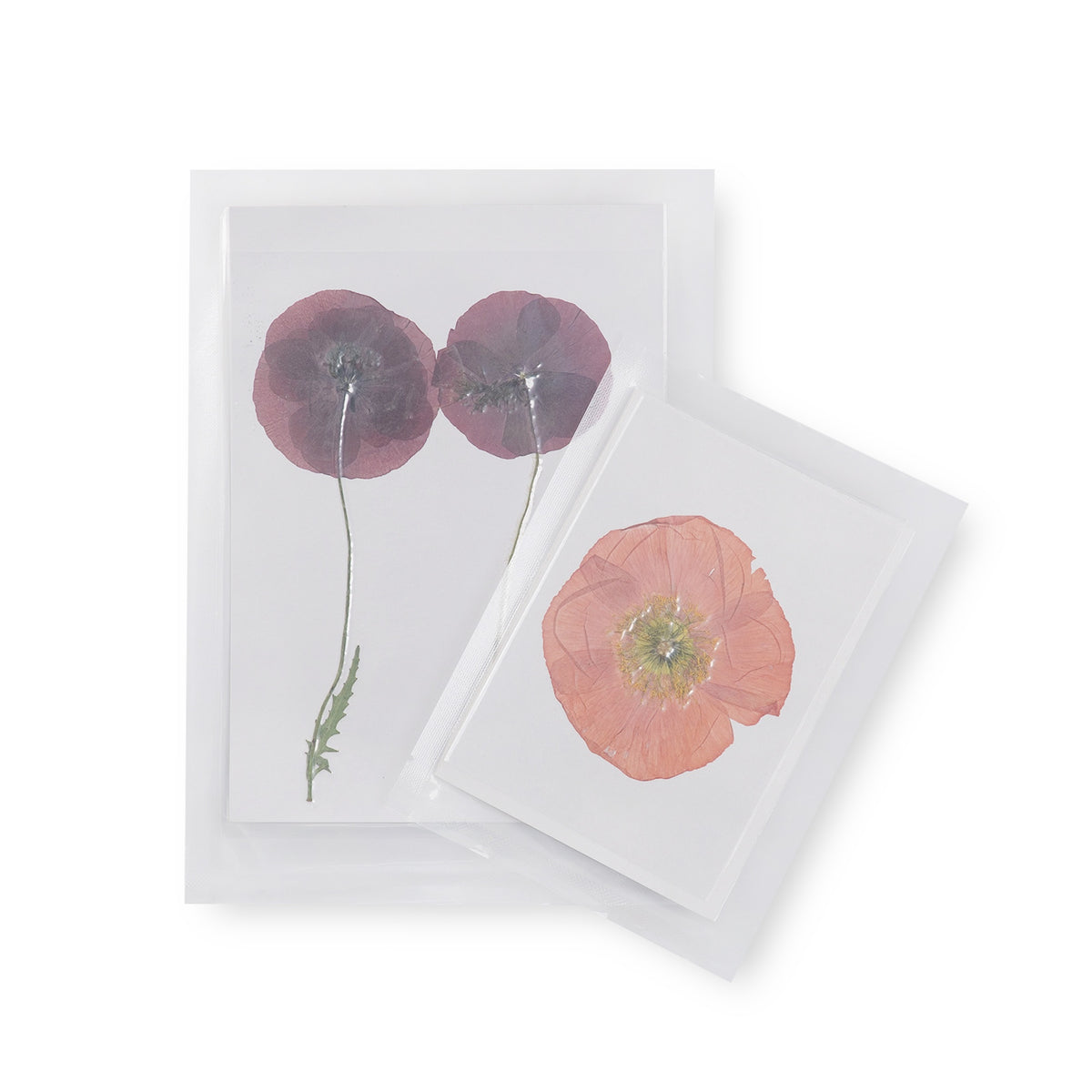 Poppy Large Pressed Botanical