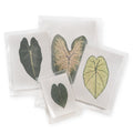 Caladium Large Pressed Botanical