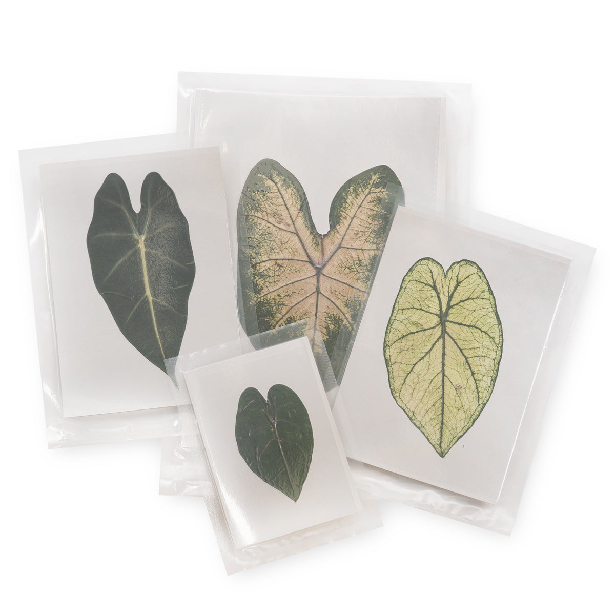 Caladium Large Pressed Botanical