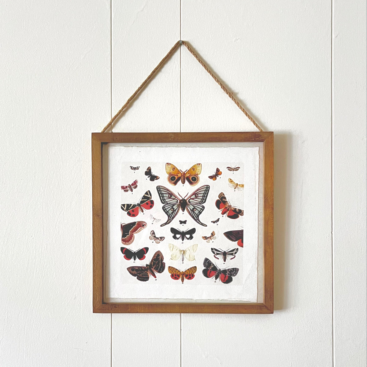 Butterfly Cluster - Flora & Fauna Collection - 8x8