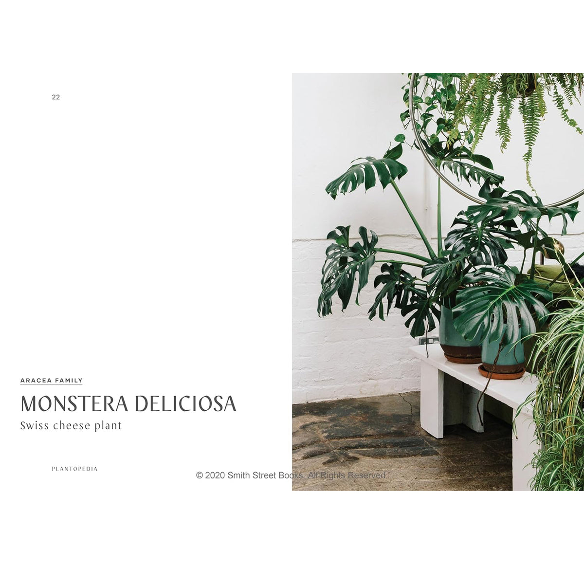 Plantopedia: The Definitive Guide to Houseplants