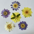 Waterlily Large Pressed Botanical