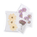 Cosmos Large Pressed Botanical