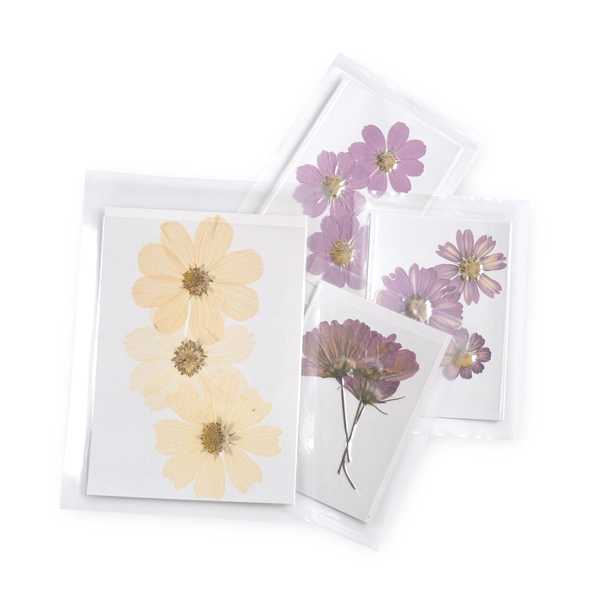Cosmos Large Pressed Botanical